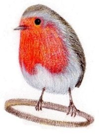 lickel bird